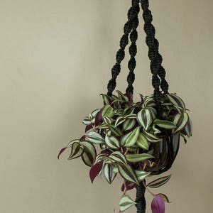 May include: A black macrame plant hanger with a green and white striped plant hanging from it.