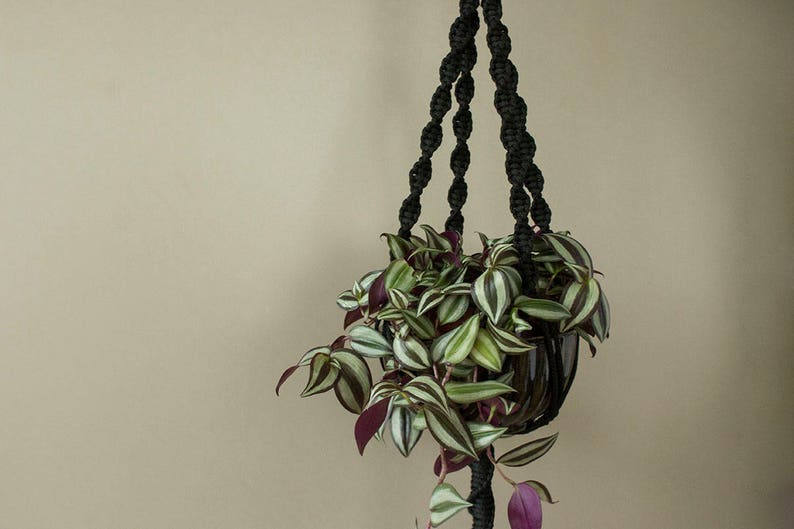May include: A black macrame plant hanger with a green and white striped plant hanging from it.