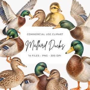 Puede incluir: Una colección de acuarelas de patos azulones que incluye machos con cabeza verde, pecho marrón y alas grises, junto con hembras de color marrón moteado y un patito amarillo. Texto: COMMERCIAL USE CLIPART Mallard Ducks 14 FILES - PNG - 300 DPI.