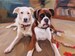 Oil Painting Commission, Dog Portrait Hand Paint, Portrait Commission, Dogs, Dog Painting Custom, Painting on Canvas 