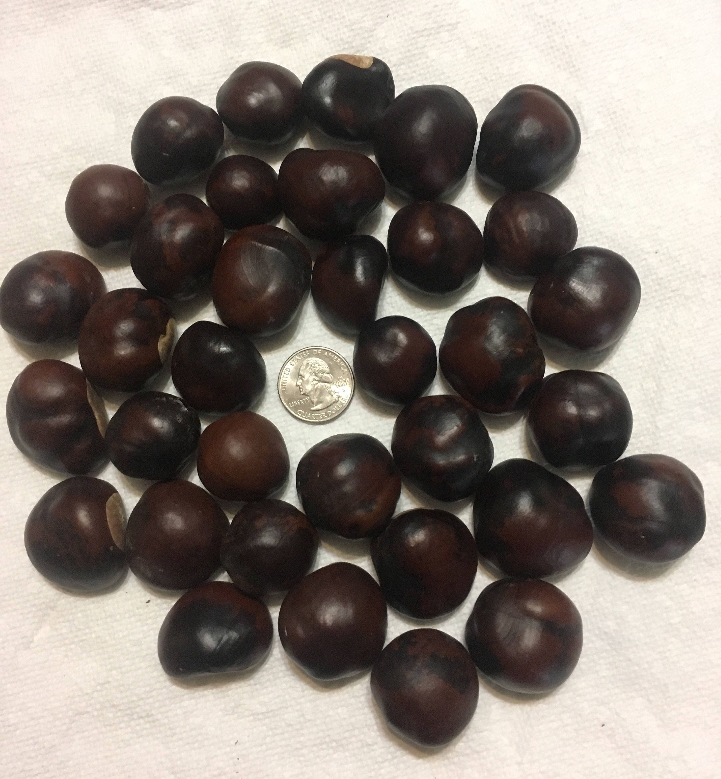 Buckeye Nuts Great for Crafting Your Choice 25 50 75 Etsy