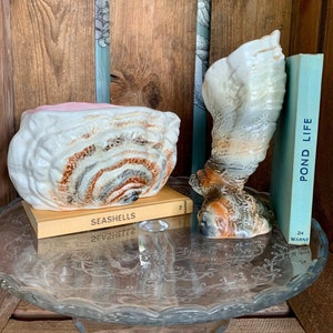 May include: Two ceramic seashell planters, one a large, wide, brown and white seashell with a pink interior, and the other a tall, brown and white seashell with a curled shape. Both planters are sitting on a glass cake stand with a book titled "Seashells" underneath the larger planter and a book titled "Pond Life" behind the smaller planter.