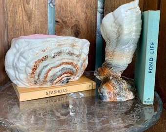 RARE Vintage SylvaC shell vases. Made in England in the 1950s. Stamped 3329 to base. Very collectable as not a lot of this range produced!