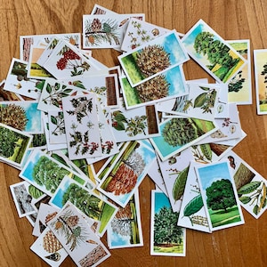 Kolekcjonerskie karty obrazkowe Brooke Bond „Trees in Britain”. Duplikaty i zapasy. Idealne do projektów rzemieślniczych lub do uzupełnienia albumu.