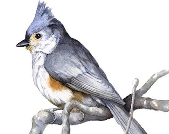 May include: A watercolor painting of a tufted titmouse perched on a branch. The bird has a blue-gray head with a crest, a white face, and a brown and white body. The branch is gray and brown.