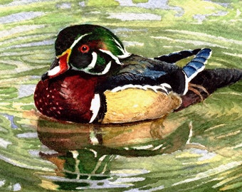 ACEO Giclee print from watercolor painting Wood Duck miniature by Cinda Serafin, nature, wildlife, hunting art limited edition waterfowl SFA