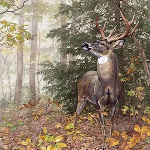 Whitetail deer buck limited edition GICLEE print by Cinda Serafin. Watercolor painting of wildlife and nature. Signed and numbered.