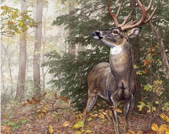 May include: A white-tailed deer with large antlers stands in a forest setting. The deer is looking up and has a brown and white coat. The forest is filled with trees and leaves, and the ground is covered in fallen leaves.