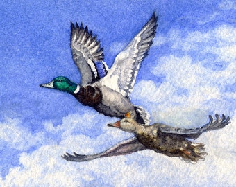 ACEO Giclee print from watercolor painting Mallard Duck miniature, Cinda Serafin, nature wildlife, hunting art limited edition waterfowl SFA