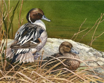 Pintail ducks Limited Edition Giclee Print from Watercolor painting. Great for duck hunters, wildlife & nature lovers. Art By Cinda Serafin