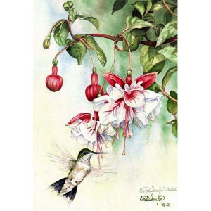 Peut inclure: Peinture à l'aquarelle d'un colibri aux plumes vertes, blanches et rouges, planant près d'un groupe de fleurs de fuchsia roses et blanches. Les fleurs pendent d'une branche avec des feuilles vertes. La peinture est signée "Linda Serafin 94" en bas à droite.