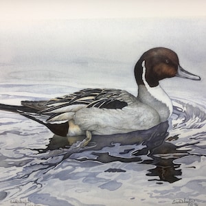 Pintail duck limited edition print of watercolor painting. Rustic decor, nature art print, limited edition, signed, numbered. Cinda Serafin