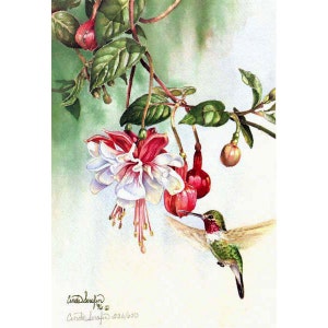 Peut inclure: Peinture à l'aquarelle d'un colibri aux plumes vertes et rouges, buvant du nectar d'une fleur de fuchsia rose et blanche. La peinture est signée par l'artiste, "Linda Seraphin 234/300".