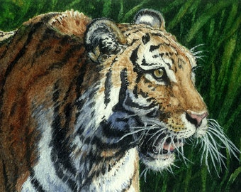 ACEO Giclee print from watercolor painting tiger miniature by Cinda Serafin, nature wildlife, big cats, Siberian, bengal tiger, safari, SFA
