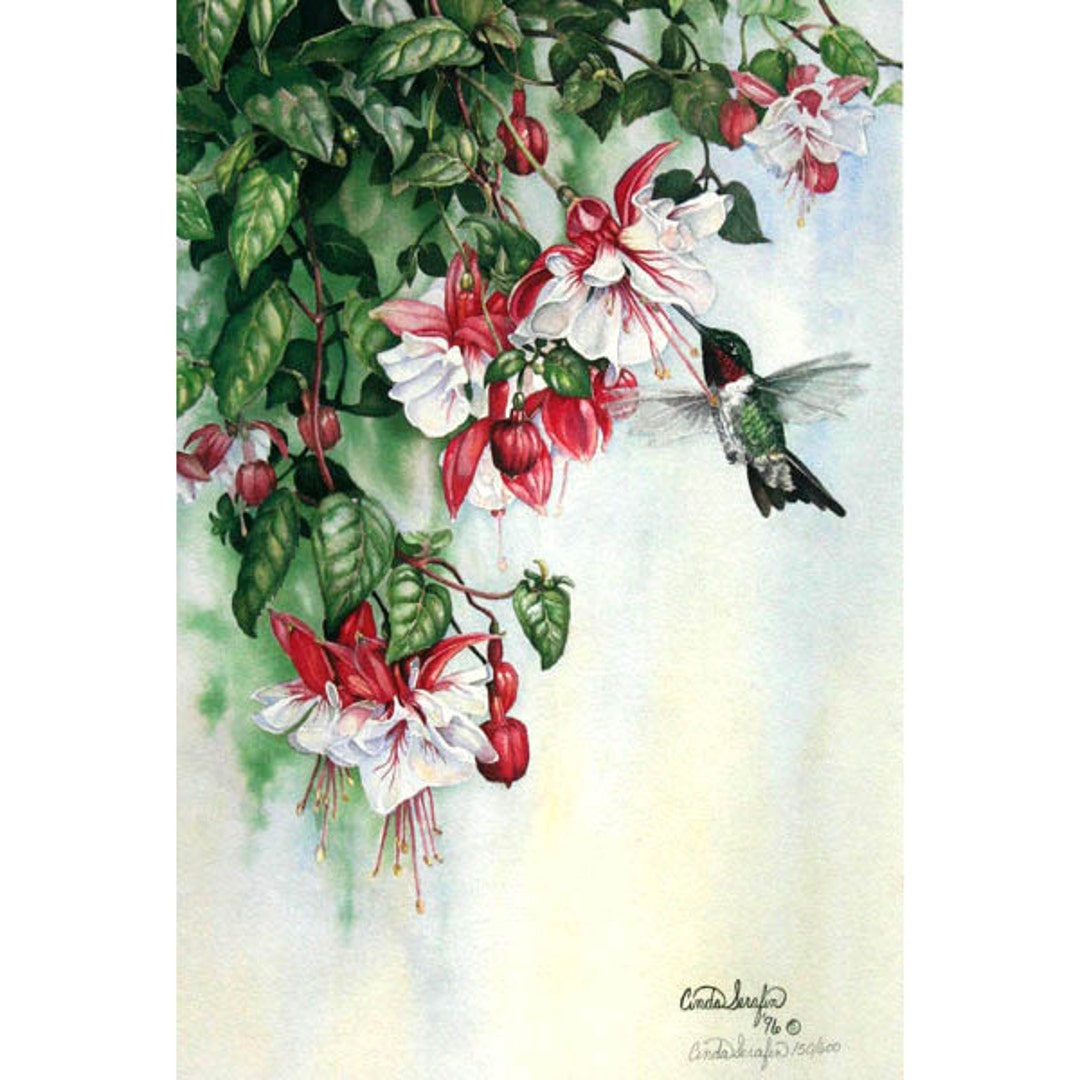 Ruby Throat Hummingbird and Fuschia Limited Edition Print - Etsy