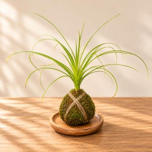 May include: A kokedama plant featuring a spherical moss ball wrapped in thin brown twine, topped with long, slender, arching green leaves. The plant rests on a small, circular, light brown wooden saucer, creating a balanced display of natural textures.