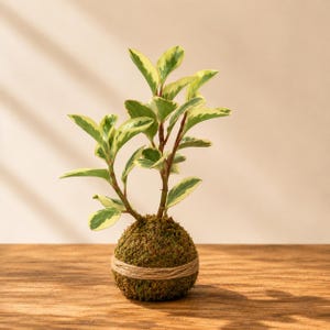 May include: A kokedama plant featuring a spherical moss ball base wrapped in thin twine. The plant has upright stems with variegated leaves that display a mix of deep green centres and creamy yellow-white edges, creating a distinct contrast.