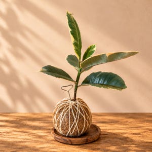 May include: A variegated rubber plant growing from a spherical kokedama moss ball wrapped in white string. The plant features dark green leaves with cream-coloured edges. A small metal wire loop is attached to the top of the moss ball.