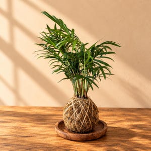 May include: A kokedama plant featuring a spherical moss ball wrapped in light-coloured twine, supporting a vibrant green parlour palm with slender, feathery fronds. The plant rests on a circular, dark-toned wooden saucer, creating a balanced display.
