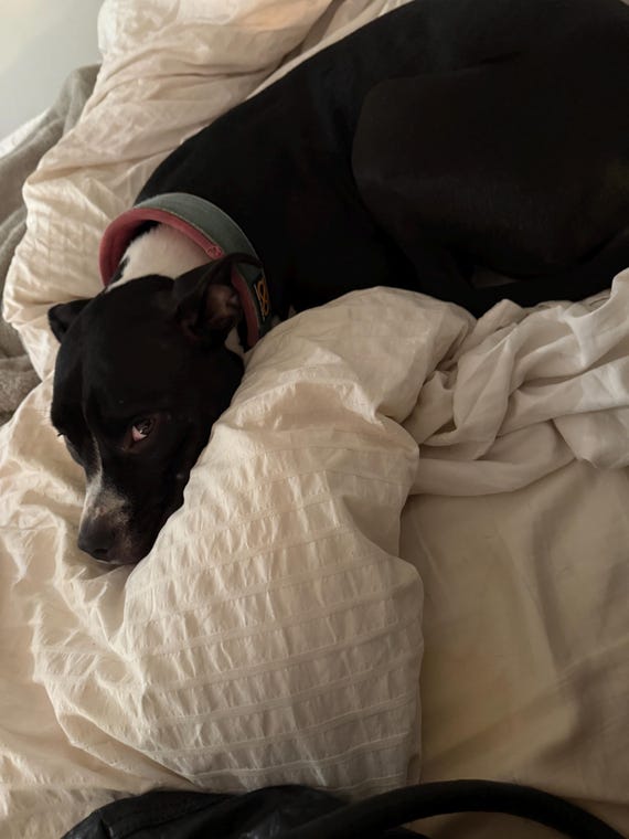 Tara expedited shipping