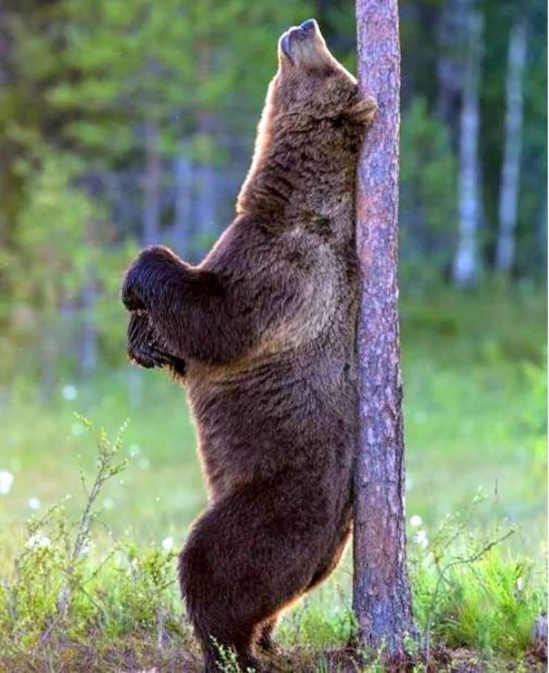 Personalized Wall Mounted Back Scratcher, Custom Man Cave Decor, Rustic