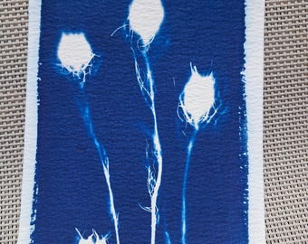 Puede incluir: Una impresión cianotipo rectangular sobre papel blanco texturizado que presenta cuatro siluetas botánicas blancas de vainas de semillas en tallos delgados sobre un fondo azul profundo. La obra tiene un borde pintado a mano y una pequeña firma estilizada.