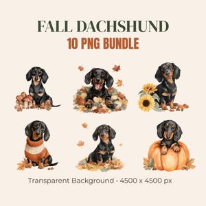 Könnte beinhalten: Eine digitale Sammlung mit dem Titel FALL DACHSHUND 10 PNG BUNDLE mit sechs Illustrationen von schwarz-lohfarbenen Dackeln. Die Hunde sind mit herbstlichen Elementen wie Pilzen, Herbstlaub, Sonnenblumen, einem Strickpullover und einem Kürbis dargestellt.