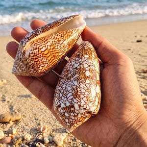2 PCS Natural Textile Cone Seashells 7-8cm, Conus Shell Marine Specimen, DIY Craft, Beach Wedding, Coastal Home & Aquarium Decor