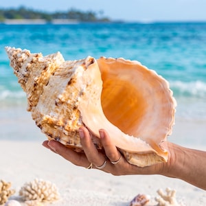 May include: A large, spiraled conch shell with a textured, tan and brown exterior and a smooth, pale peach-colored interior opening. The shell features a pointed apex and a wide, flared aperture, showcasing natural ridges and organic patterns.