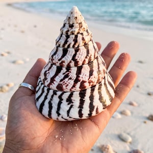 May include: A conical seashell featuring a white base with distinct, dark brown to black zebra-like stripes. The shell has a spiraling, pointed structure with multiple whorls that gradually increase in size from the apex down to the wide base.