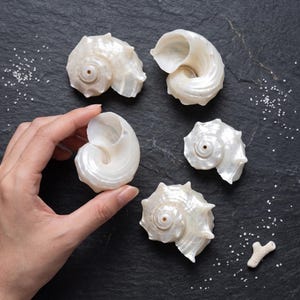 May include: Four white, iridescent spiral seashells with a pearlescent finish. The shells feature a coiled, conical structure with small, pointed protrusions along the outer edges. One shell is held, while three others are arranged nearby.