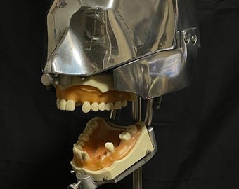 Dental phantom Columbia Dentoform skull oddities