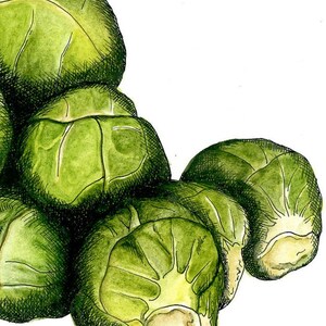 Sprouts Unique Hand Drawn present, Food Art, Kitchen Print, Fun Gift, House Warming Gift, Kitchen Decor, image 2