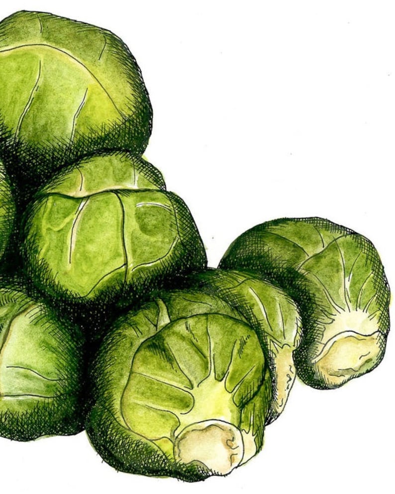 Sprouts Unique Hand Drawn present, Food Art, Kitchen Print, Fun Gift, House Warming Gift, Kitchen Decor, image 2