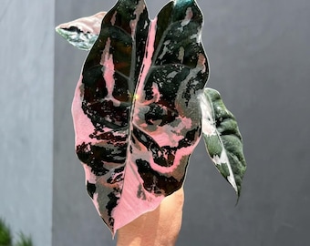 Alocasia Chantriere Pink Variegated | Seedlings 3inch pot and corms Available
