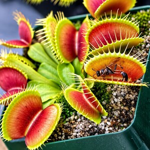 Venus Flytrap Seeds, Carnivorous Plant , Exotic Indoor Outdoor Garden Plant, Beginner Gardening Gift