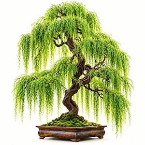 May include: A weeping willow bonsai tree with a thick, twisted brown trunk and vibrant green, cascading leaves. The tree is planted in a rectangular, dark brown ceramic pot with a mossy base, set against a plain white background.