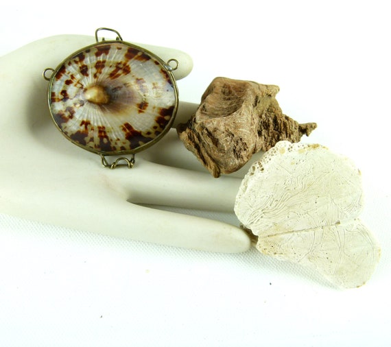 LIMPET Shell Trinket Box | Pill Box | Jewelry Box… - image 6