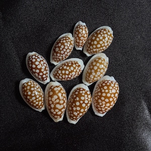 Cypraea cribraria, Snäckskal 13 mm - 29 mm (set om 10 st)