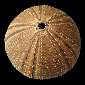 May include: A spherical sea urchin test with a brown and tan radial pattern. The surface features rows of small, raised white tubercles and a central circular opening at the top, showcasing the natural skeletal structure of the marine organism.