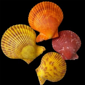 May include: Four scallop shells arranged against a black background. One shell is bright orange, one is deep red with white markings, and two are yellow with brown mottled patterns. Each shell features a fan shape with distinct radial ridges.