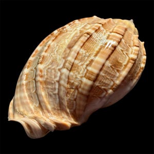 Può includere: Una grande conchiglia di forma ovale con una superficie liscia e lucida caratterizzata da prominenti creste verticali. La conchiglia presenta un motivo variegato di bande orizzontali color crema, marrone chiaro e beige con segni ondulati.