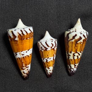 Puede incluir: Tres conchas cónicas dispuestas verticalmente, cada una con un ápice blanco puntiagudo y un cuerpo estampado con bandas horizontales de color naranja-marrón y blanco. Las conchas muestran marcas irregulares de color marrón oscuro en sus superficies, creando un contraste marcado con los tonos más claros.