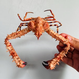 Op de afbeelding: Een gedroogd, geconserveerd exemplaar van een spinkrab met een getextureerd, stekelig oranjebruin pantser en lange, slanke poten met scherpe, donkergekleurde scharen. Het schaaldier wordt getoond met de ledematen volledig uitgestrekt.