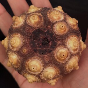 May include: A spherical sea urchin test featuring a dark brown central area surrounded by a radial pattern of cream-colored, cone-shaped tubercles. The surface displays a textured, geometric arrangement of ridges and small, circular openings.