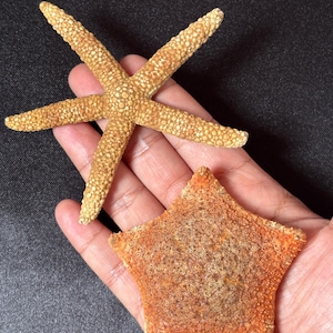 Op de afbeelding: Twee gedroogde zeesterren met verschillende texturen en vormen. De ene is een klassieke vijfpuntige ster met een lichtbruin, korrelig oppervlak. De andere is een bredere, vijfhoekige zeester met een levendige oranje, korrelige textuur.