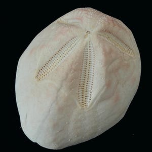 Puede incluir: Un esqueleto de erizo de mar de color blanco hueso, con una forma redondeada y ligeramente aplanada. La superficie presenta un patrón de estrella de cinco pétalos simétrico y distintivo que irradia desde el centro, formado por pequeñas hendiduras lineales perforadas.