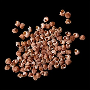 May include: A collection of numerous small, spiraled seashells scattered across a black background. Each shell features a textured, bumpy surface with a light brown and tan coloration, showcasing a distinct coiled shape and open aperture.