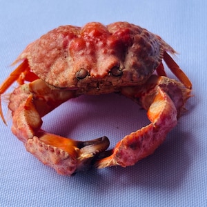 Op de afbeelding: Een gedroogd krabexemplaar met een getextureerd, rood-oranje rugschild en prominente, afgeronde bulten op de bovenzijde. De krab is gepositioneerd met de grote, dikke scharen naar binnen gebogen, wat een levendige oranje en rode kleur laat zien.