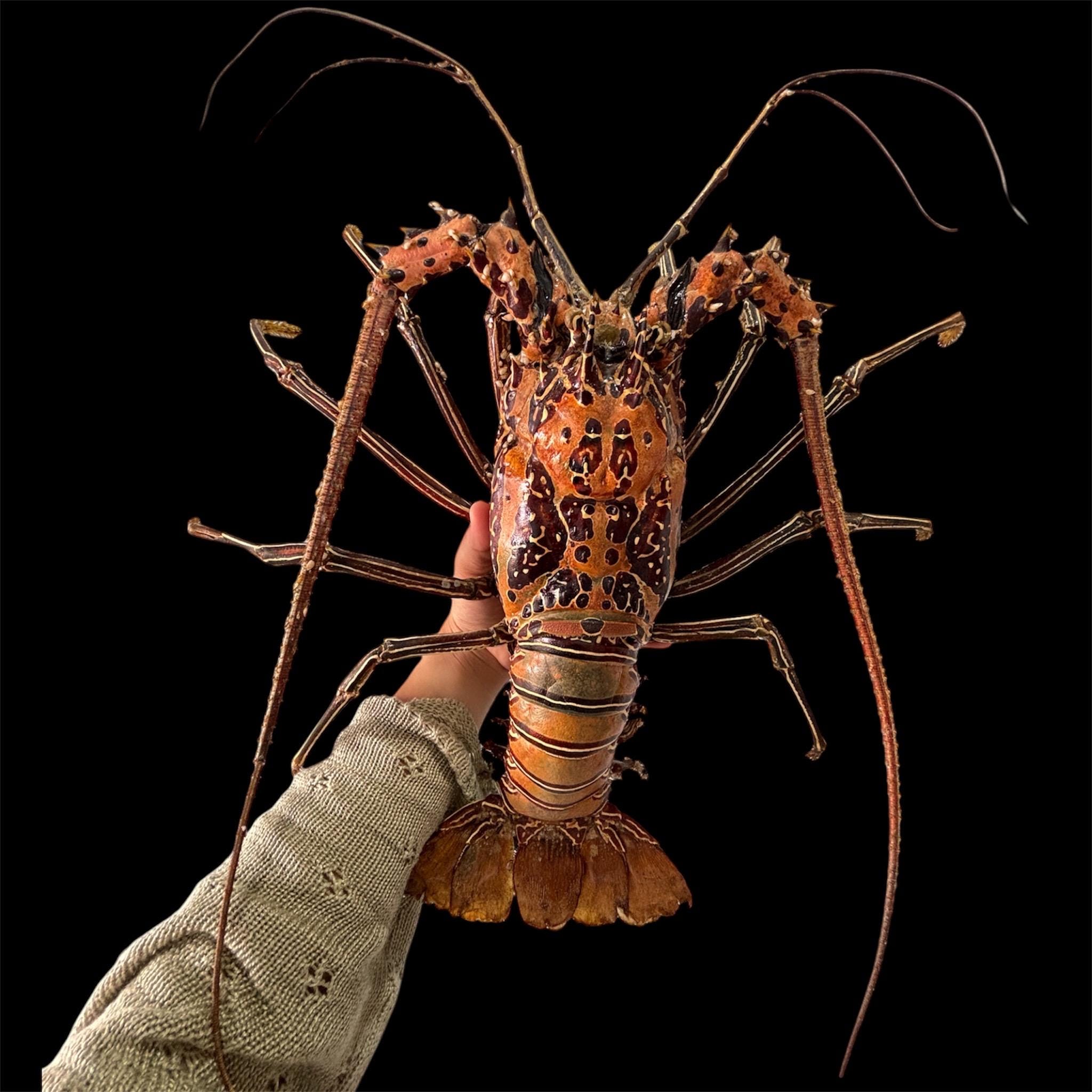 Taxidermy lobster - Etsy 日本